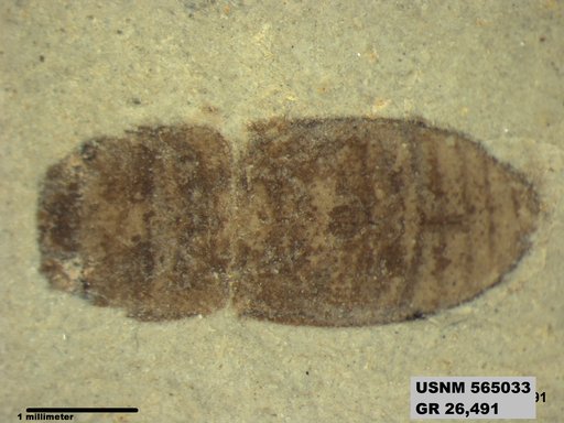 Insecta