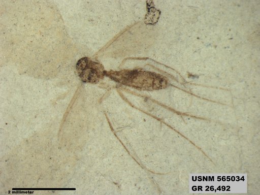 Genus sp
