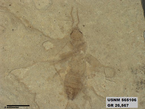 Genus sp