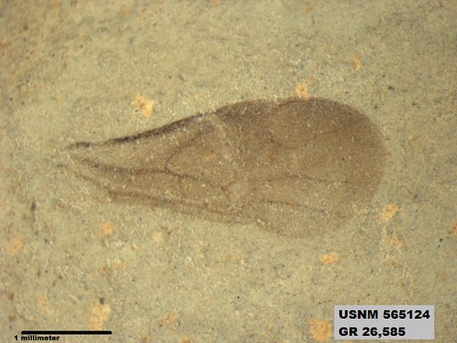 Insecta