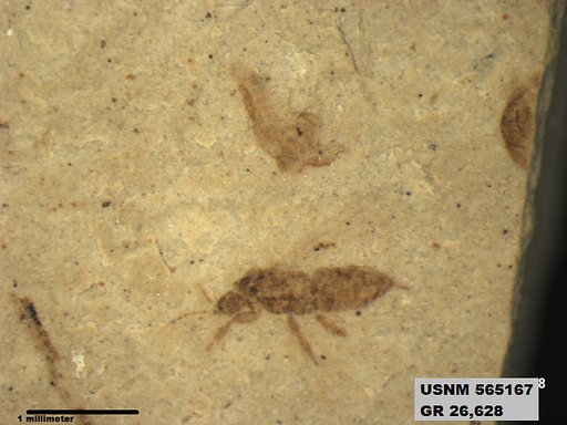 Insecta