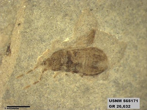 Genus sp