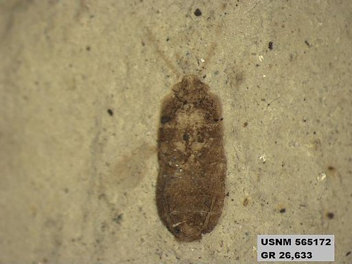 Genus sp