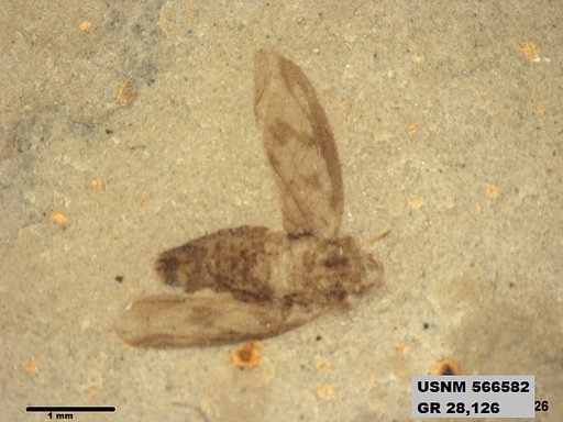 Genus sp