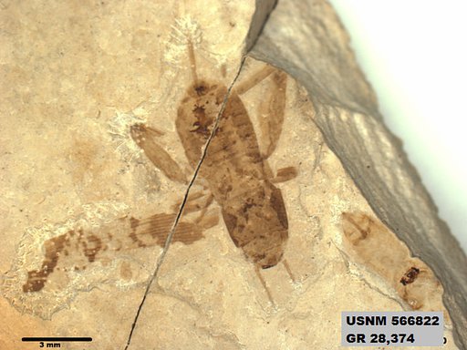 Pteromogoplistes grandis