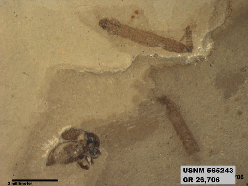 Genus sp