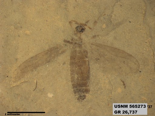 Genus sp