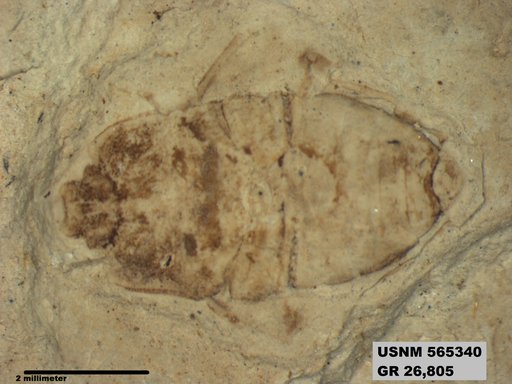 Genus sp