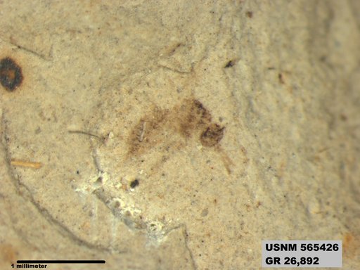 Insecta