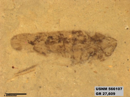 Genus sp
