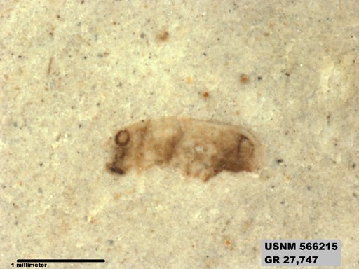 Insecta