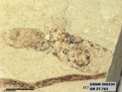 Insecta