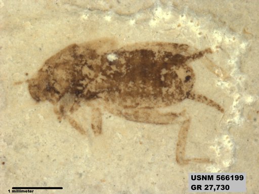 Insecta