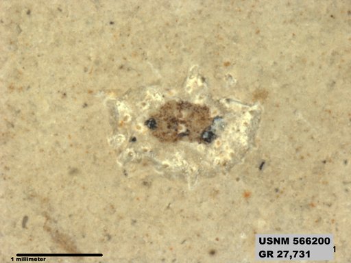Insecta