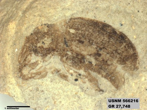Insecta