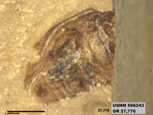 Genus sp