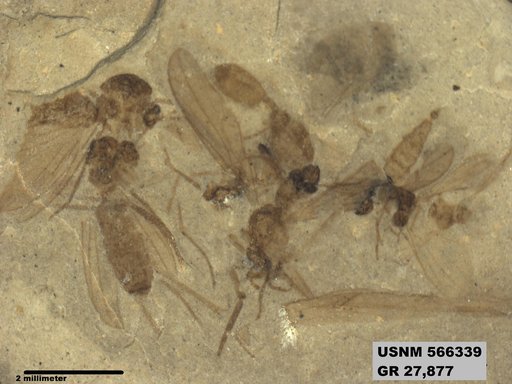 Genus sp