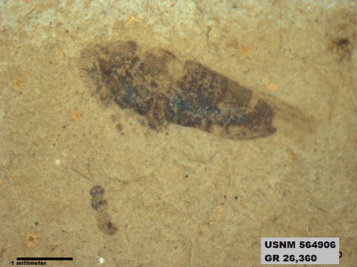 Genus sp
