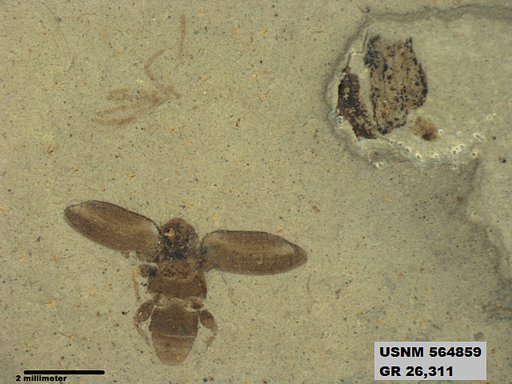 Genus sp