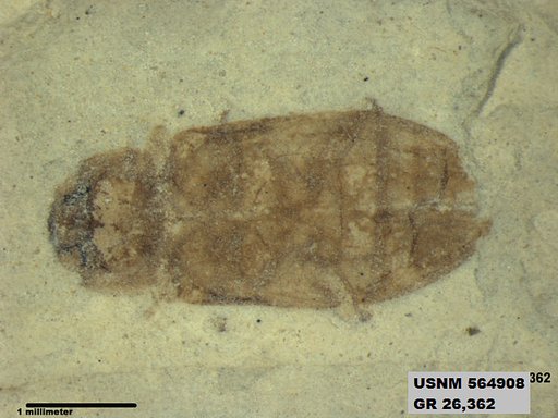 Insecta