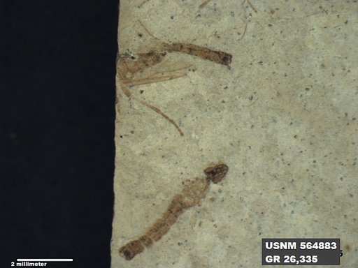 Genus sp
