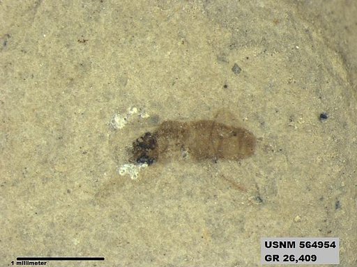 Genus sp