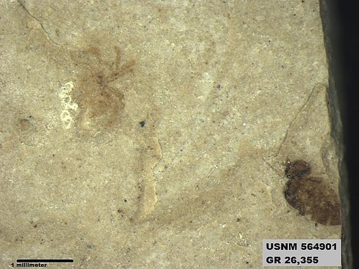 Genus sp