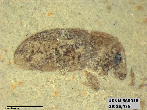 Insecta