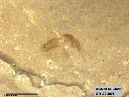 Insecta