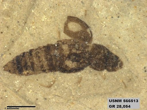 Genus sp