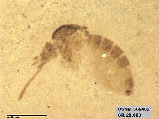 Insecta