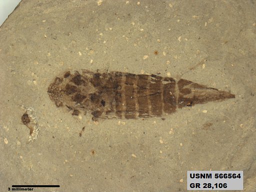 Genus sp