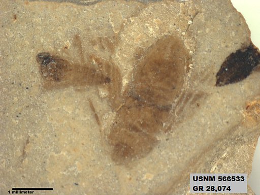 Genus sp