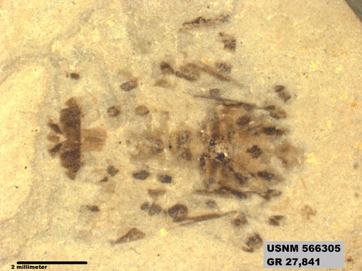 Genus sp