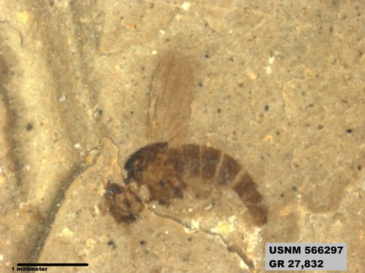 Insecta