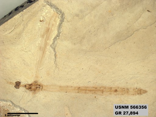 Genus sp