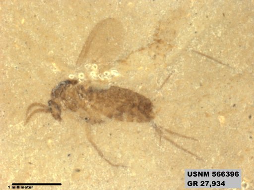 Insecta