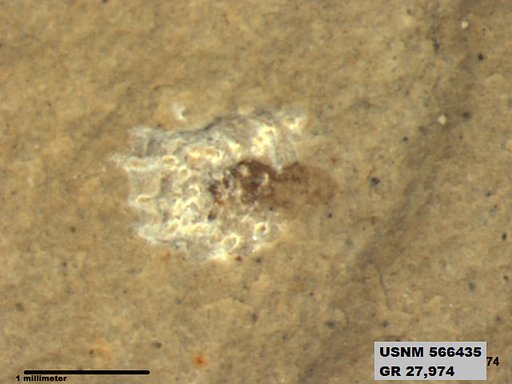 Insecta