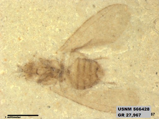 Insecta
