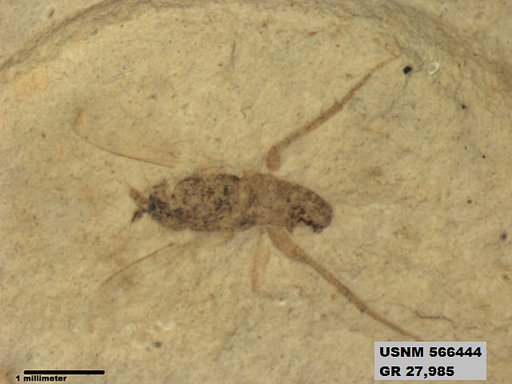 Insecta