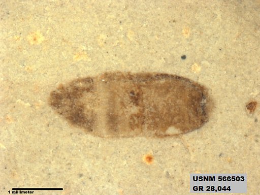 Genus sp