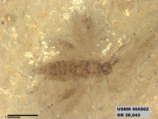 Insecta
