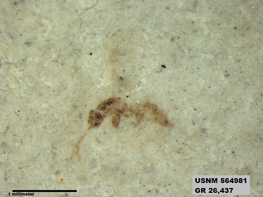 Insecta