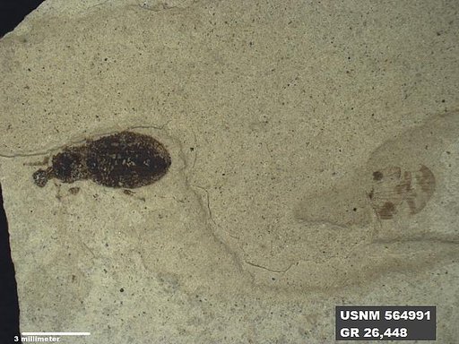 Genus sp