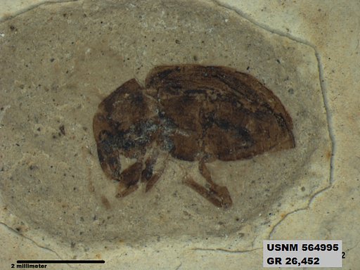 Insecta