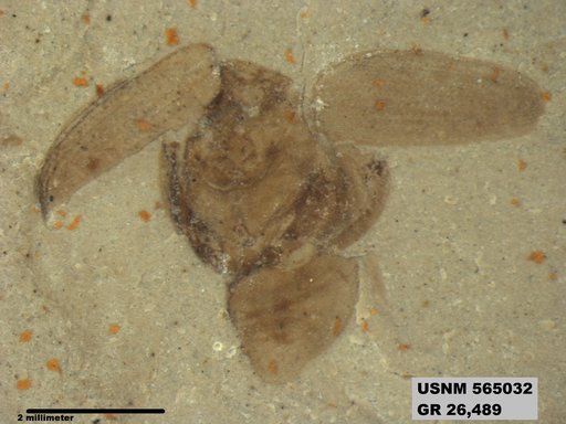 Insecta