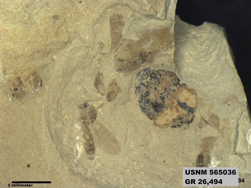 Genus sp