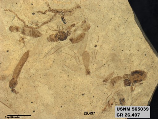 Genus sp