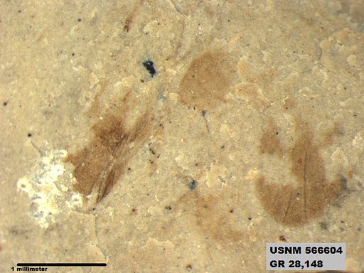 Genus sp
