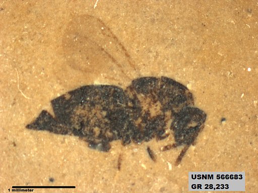 Insecta